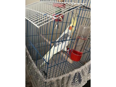 Sultan Papağanı 1 Yaşında