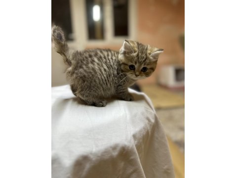 British Longhair Golden Point Dişi Hemen Teslim