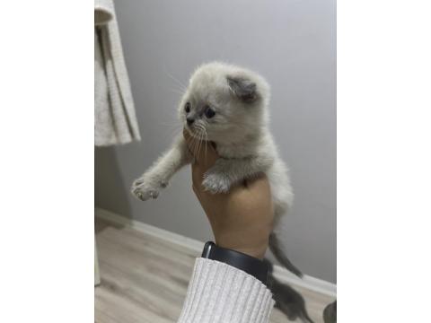 Dişi Bluepoint British Shorthair