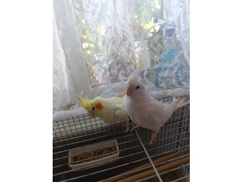 Albino & Lutino Takım Sultan Papağanı