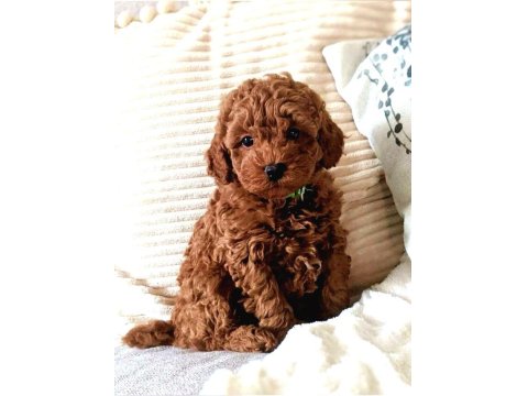Muazzam Poodle Yani Daha Ne Denir Ki