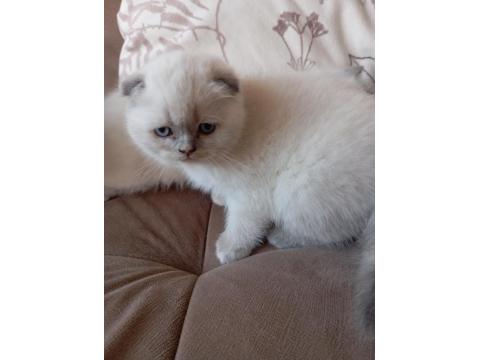 Scottish Fold Mavişlerim