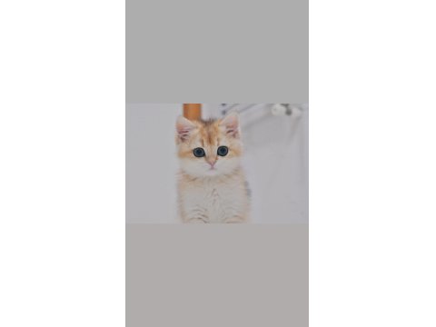 Mükemmel Kalite British Longhair Erkek