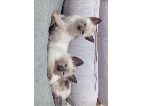 Siyam Kedisi Yavruları