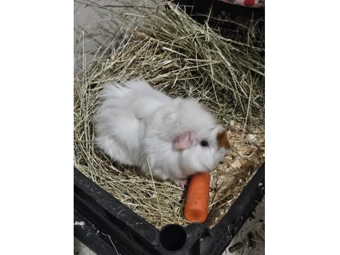 Ginepig Luki Sahiplendiyorum