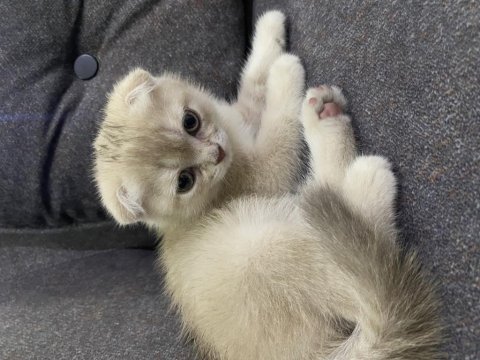 Scottish Fold Fındık Kızımıza Yuva Arıyoruz