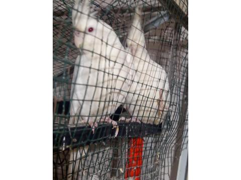 Albino Çift Sultan Papağanı Uygun Fiyata