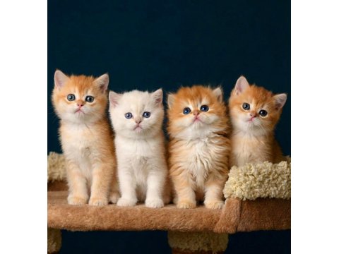 British Shorthair Golden Ve Longhair Yavrular