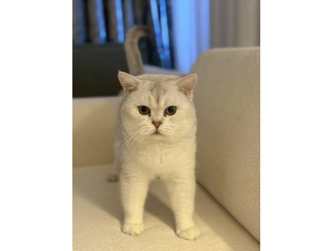 British Silver Baba Ve British Anneden Saf Irk Bebek