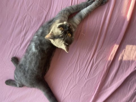 British Shorthair Dişi Kedimiz