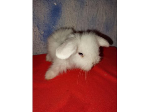Teddy Lop Tavşan Yavrular Sütten Kesilmiştir
