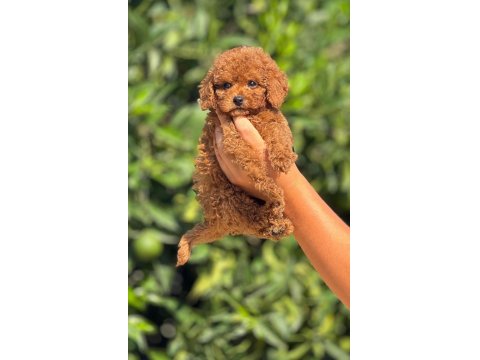 Erkek Ve Dişi Toy Poodle Yavrular