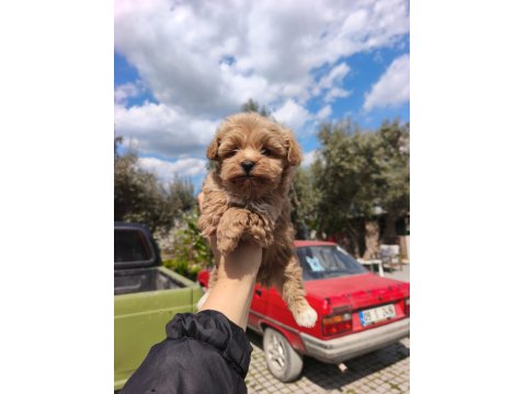 Kore Maltipoo Kilo Garantili