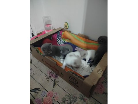 Tatlımı Tatlı Bebiş Kediler Burada