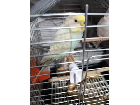 Çok Uyguna Verilecek Muhabbet Kuşlar