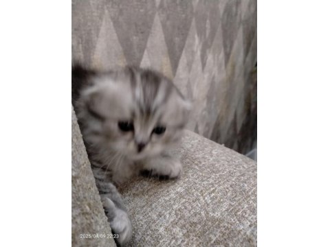 2 Adet Scottish Fold Dişi Yavrumuz