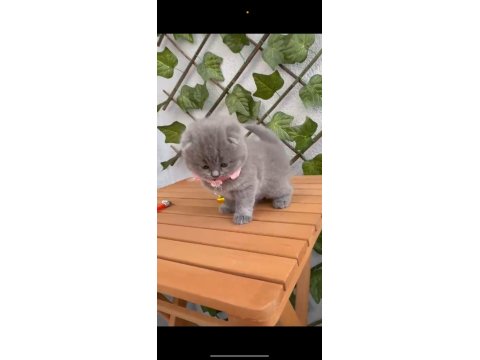 2.5 Aylık Dişi Scottish Fold Ayıcık Suratlı
