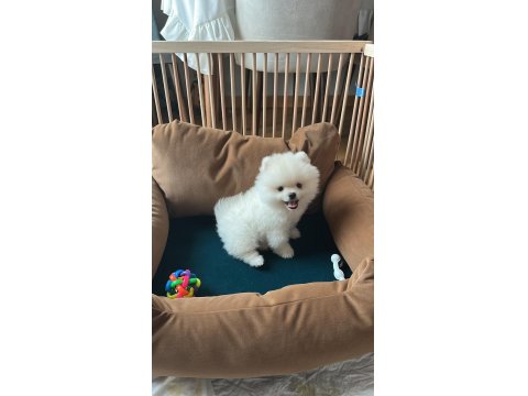 2 Aylık Erkek Pomeranian Boo