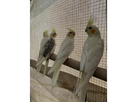 Ele Alıştırmalık Sultan Papağanı Bebekler