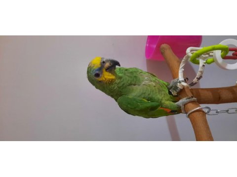 Amazon Papağanımız 7 Aylık