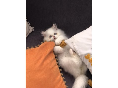 Erkek Persian Bebeğimiz Yuva Arıyor