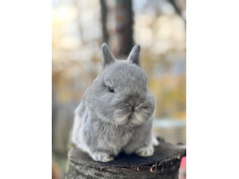 A Kalite Netherland Dwarf Tavşan