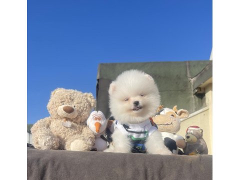Ayı Surat Pomeranian Boo Yavrular