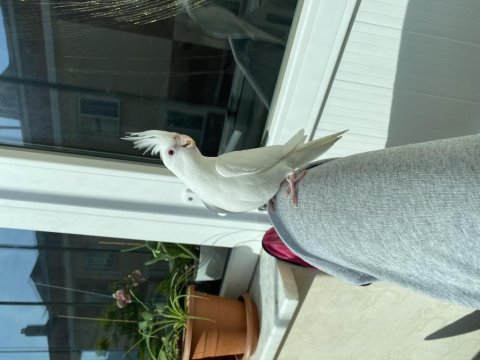 Albino Yavru Sultan Papağanı