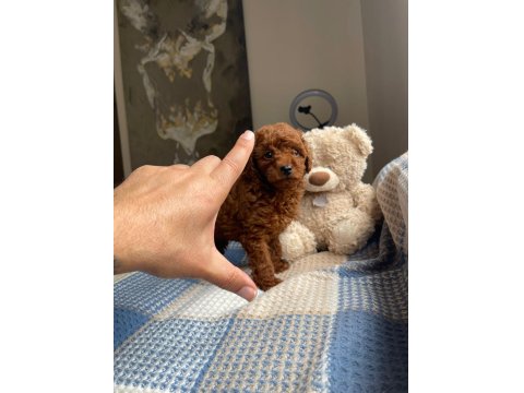 Red Brown Toy Poodle