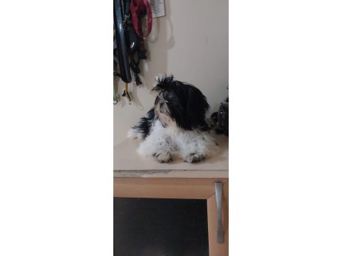 Yavru Shih Tzu