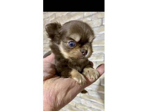 Çok Tatlı Minik Şivava (Chihuahua)