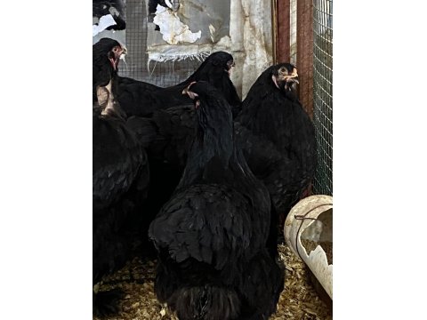 Black Brahma Kuluçkalık Yumurta