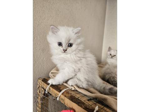 Akılı Aktif Bebek Kediler