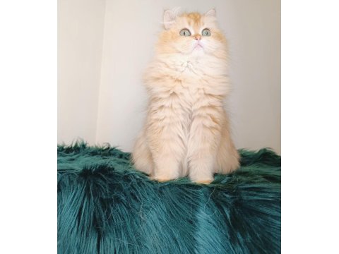 British Longhair By 11 Dişi 2 Yaşında