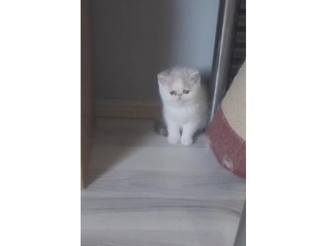 Exotic Shorthair Yavrular