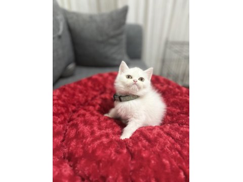 Lekesiz White British Shorthair Bebekler