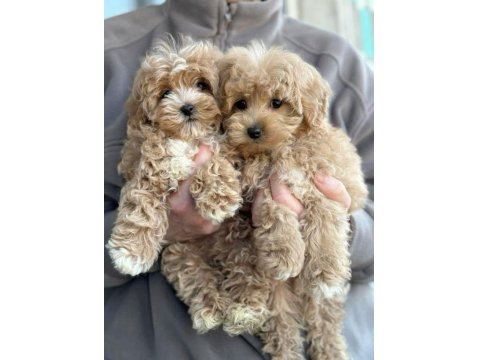 Aşk Bahçesi Maltipoo