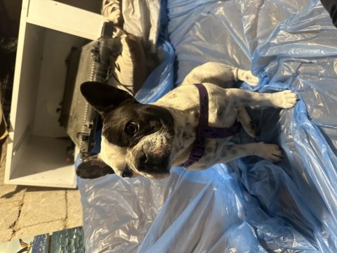 1 Yaşında Sakin Çok Uysal Akıllı French Bulldog