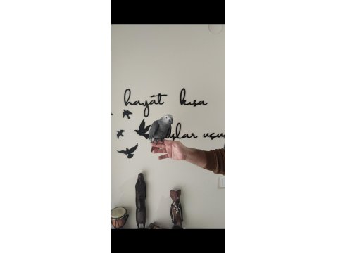 Evcil Jako Papağanı Ve Diğer Papağan Çeşitleri Mevcuttur