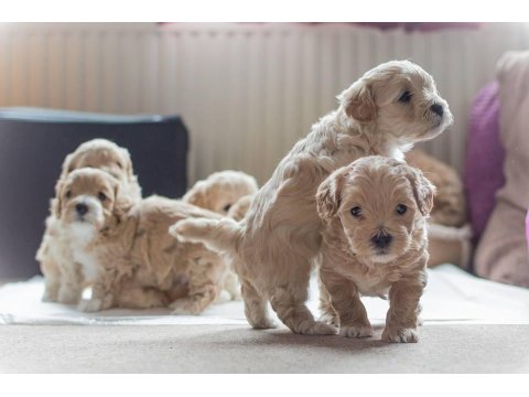Ruhsatlı İşletmeden Mini Maltipoo Köpekler
