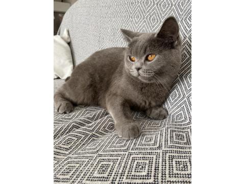 British Shorthair Dişi Uyguna Bırakacağım