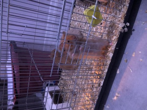 Suriye Hamster Yavruları