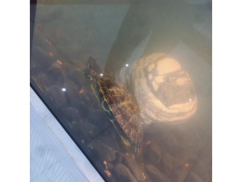 4 Ve 6 Yaşlarında İki Adet Kırmızı Yanaklı Su Kaplumbağası