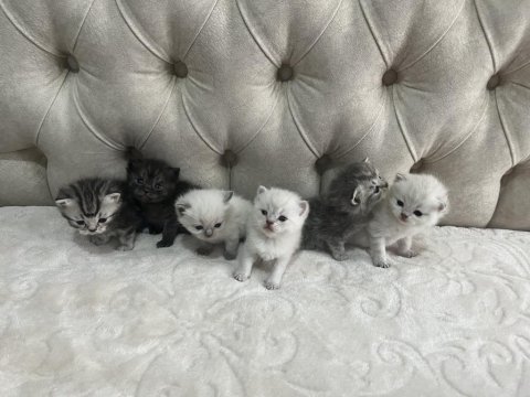 6 Adet British Shorthair Blue Point Yavru