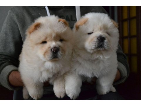 Chow Chow Cinsi Köpekler