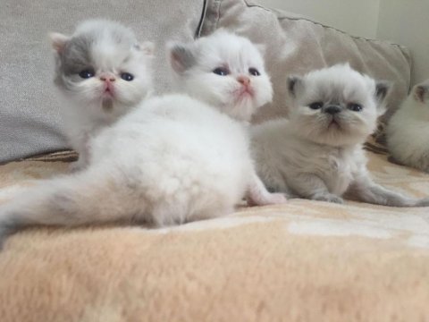 Exotic Shorthair Bebeklerimiz