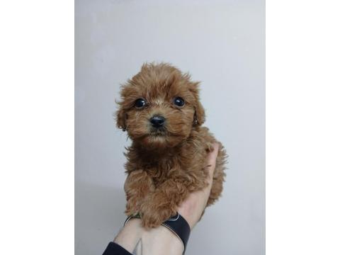 Irk Ve Sağlık Garantili Maltipoo Bebekler