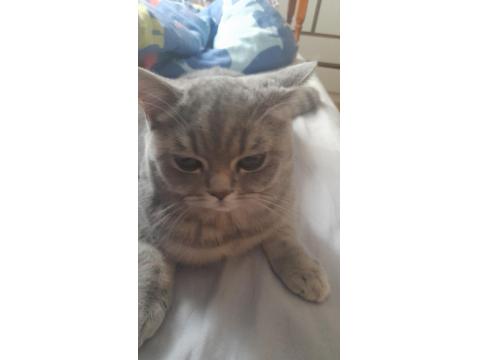 Dişi Kedi 4 Aylık Ücretli Verilecek