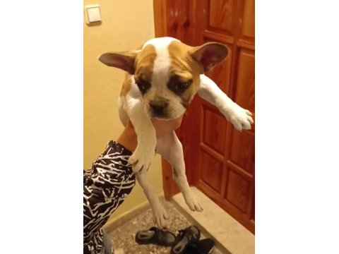 Erkek Ve Dişi French Bulldog