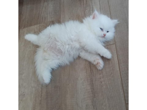 Safkan Cins Kedi Chinchilla